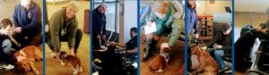 Pet Therapy Visits GFK