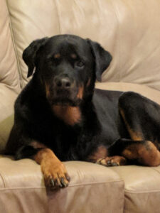 Gertie - Pet Therapy Dog