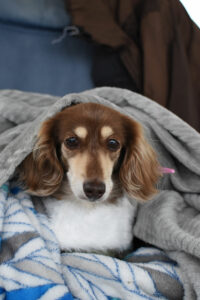 Luna - Pet Therapy Dog