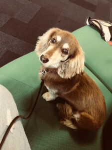 Luna- Pet Therapy DoG