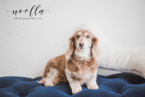 Luna - Pet Therapy Dog