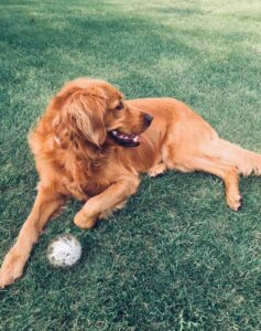 Pickles - Pet Therapy Dog
