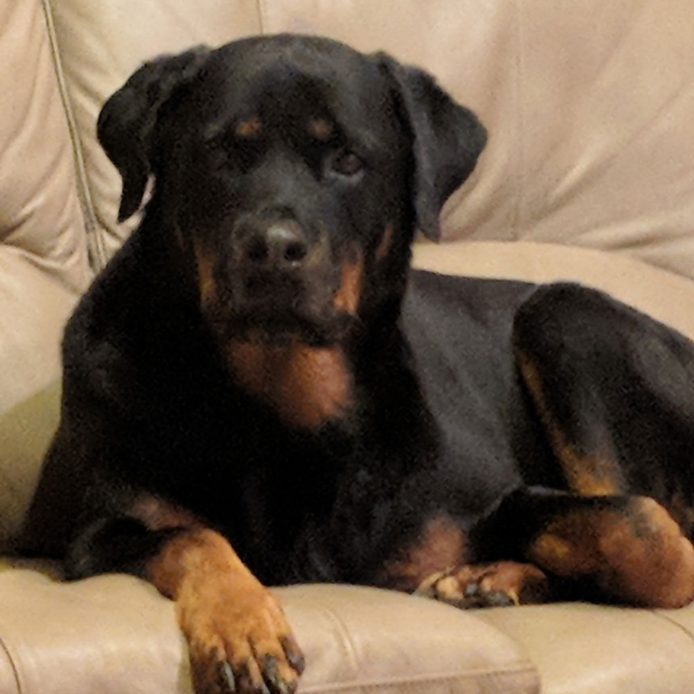 Gertie - Pet Therapy Dog