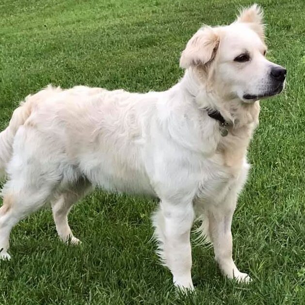Remi (2) Remi (2)